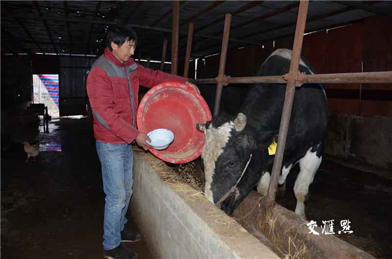  他靠养牛脱贫致富：要过好日子还靠自己干！