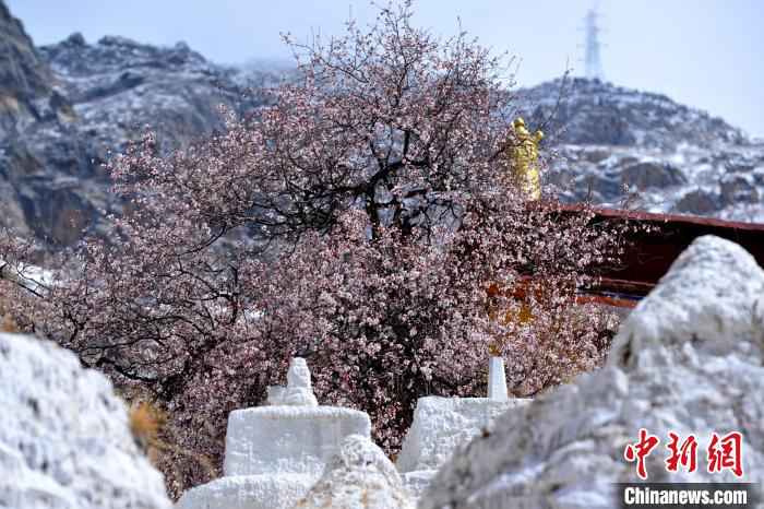  绝美四月 西藏拉萨古寺桃花盛开